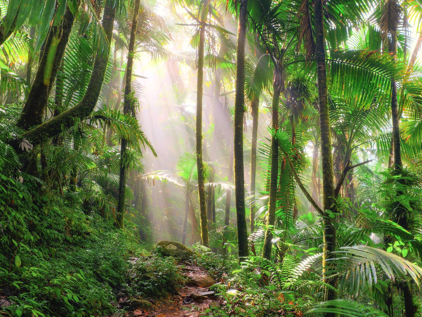 Licht fällt durch die Bäume eines tropischen Regenwalds, durch den sich ein kleiner Pfad schlängelt. Licht fällt durch die Bäume eines tropischen Regenwalds, durch den sich ein kleiner Pfad schlängelt.
