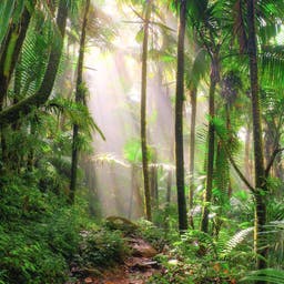 nachhaltigkeit-regenwald-im-morgenlicht-g-535499464-lp.jpg