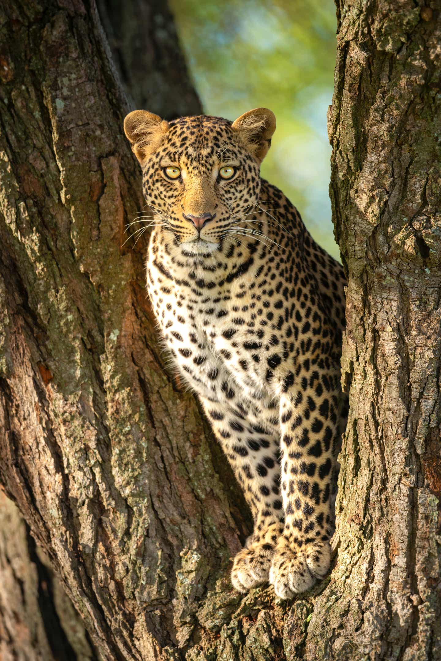 Ein Leopard steht in einem Baum zwischen zwei Ästen