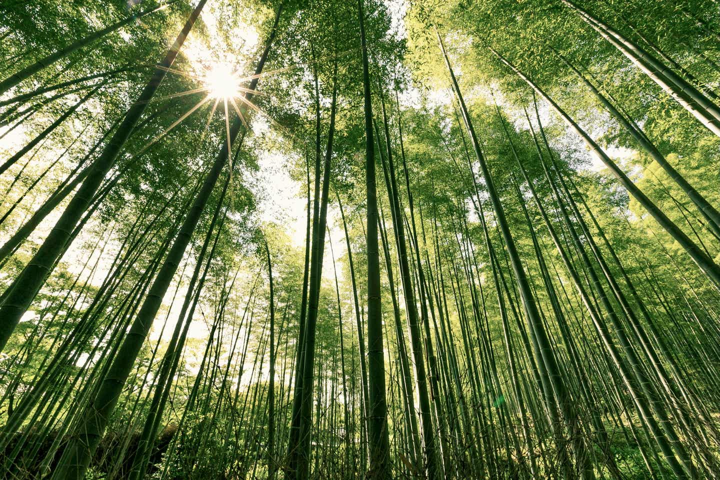 Perfekter Ort fürs Waldbaden: Ein Bambuswald bei Arashiyama in der Nähe von Kyoto in Japan.