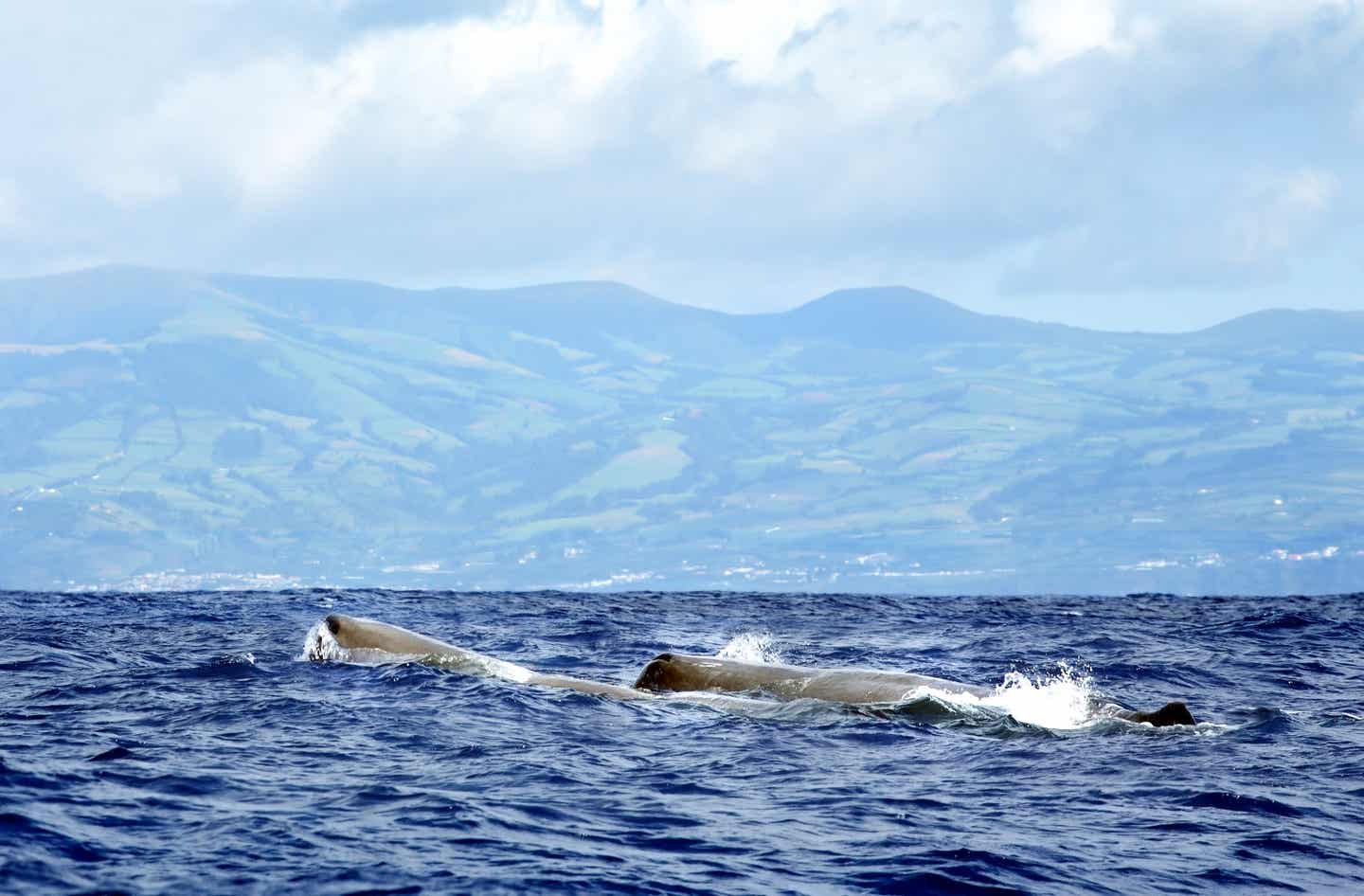 Azoren zur besten Reisezeit: Pottwal schwimmt im Meer