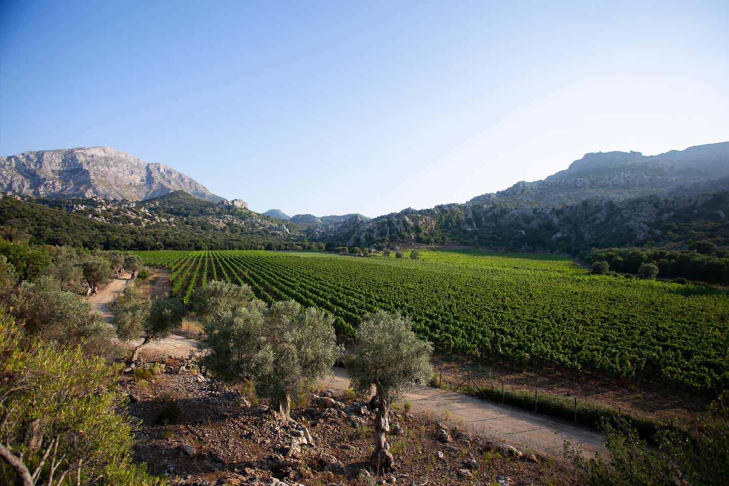 Weinberge auf Mallorca