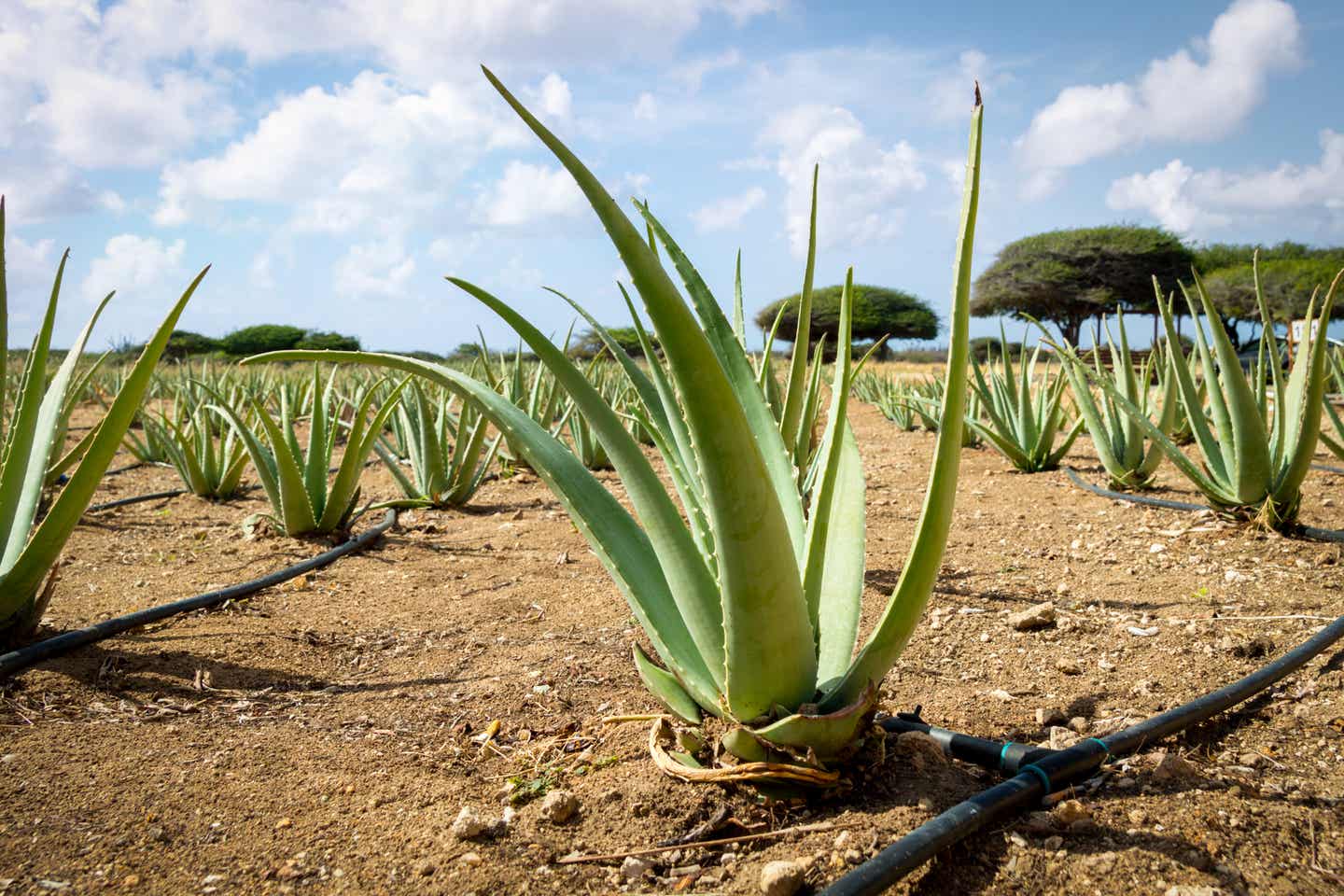 Aloe Plantage auf der Karibikinsel Aruba