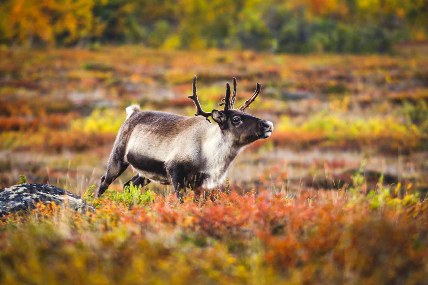 Rentier in seiner natürlichen Umgebung im Abisko Nationalpark nahe der schwedischen Stadt Kiruna