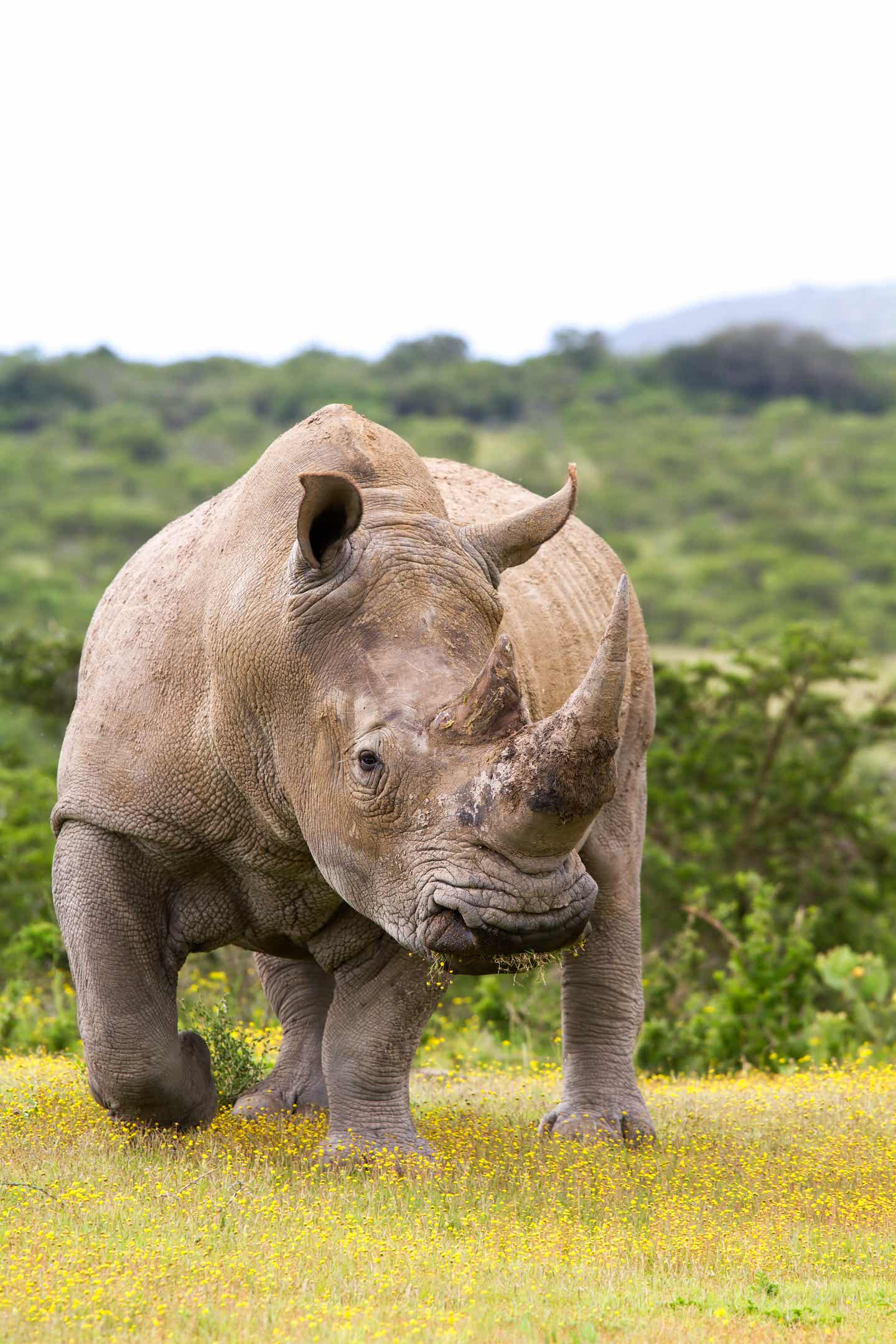 Das Nashorn gehört zu den Big Five in Afrika Erwachsenes Nashorn von vorn zu sehen