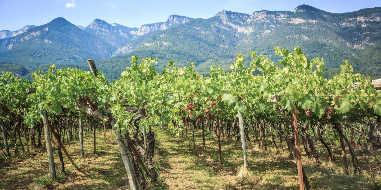 Blick in einen Weinberg am Kalterer See in Südtirol, im Hintergrund eine Bergkette