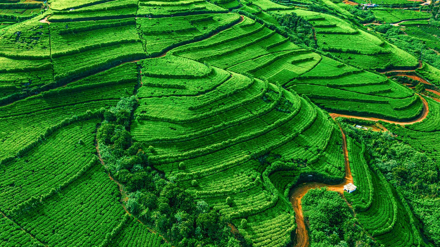 Grüne Teeplantage in Nuwara Eliya – üppige Terrassenfelder und sanfte Hügel machen dieses berühmte Reiseziel zu einer Sri Lanka Sehenswürdigkeit