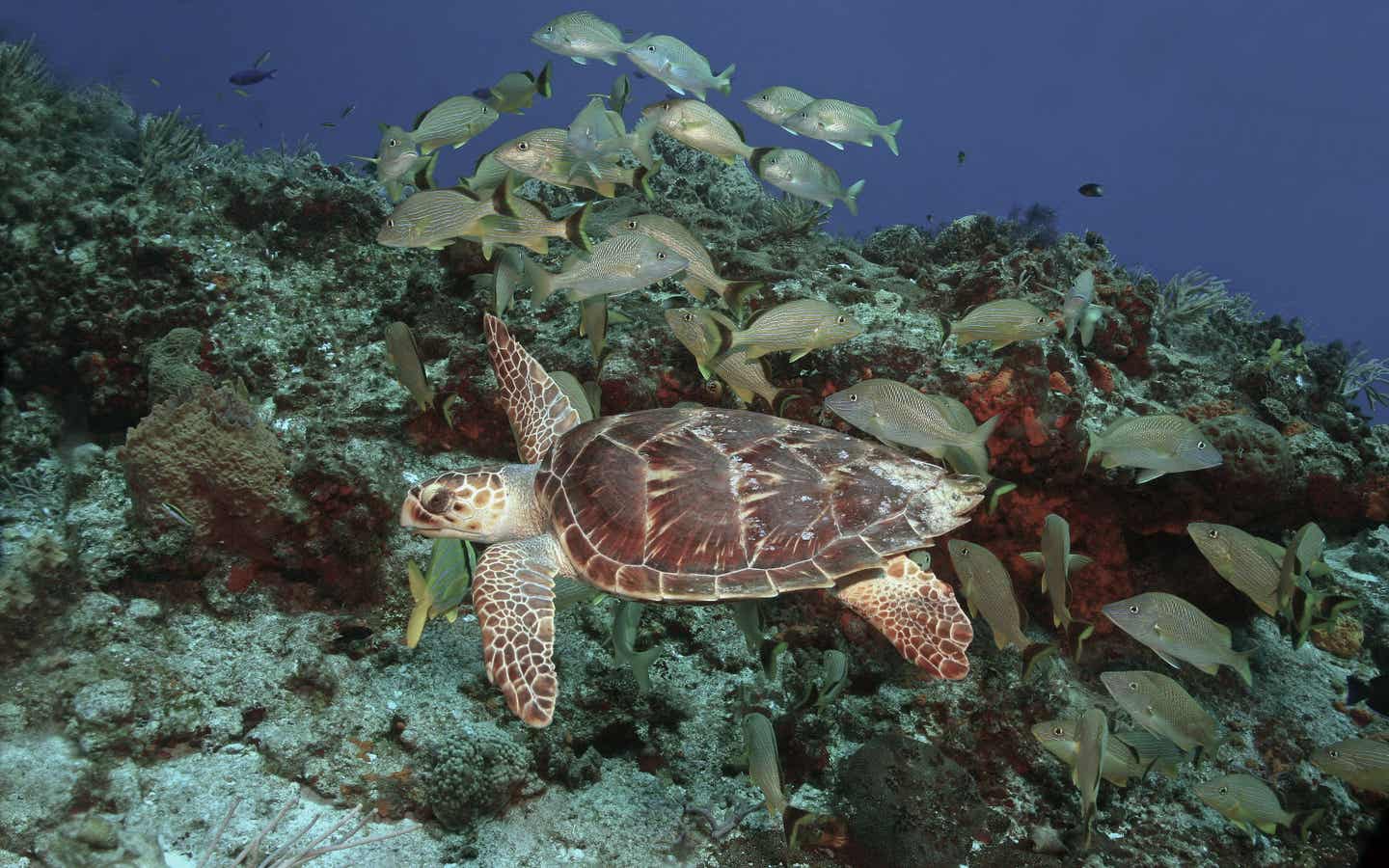 Playa del Carmen Urlaub mit DERTOUR. Unterwasseraufnahme von Karettschildkröte und Fischen am Riff von Cozumel