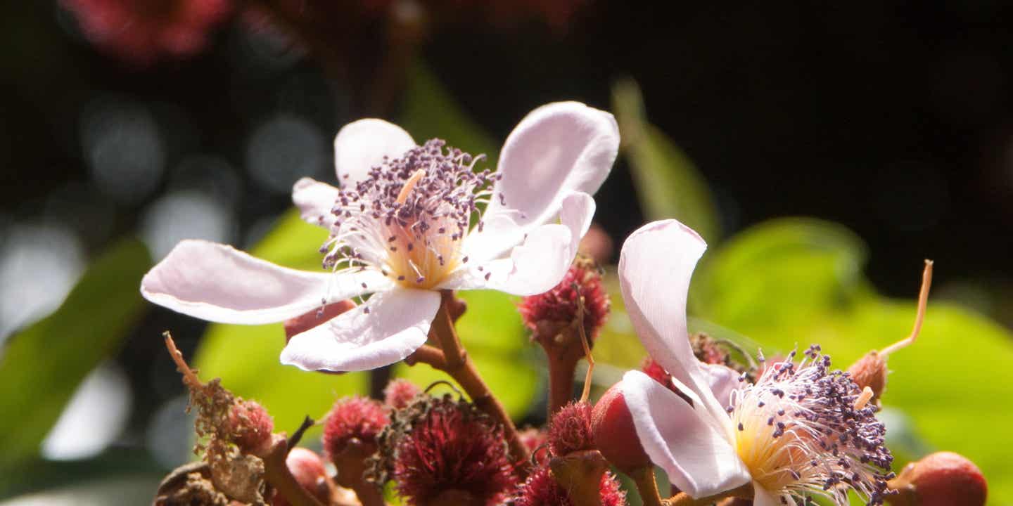 Blüte der Annatto-Pflanze