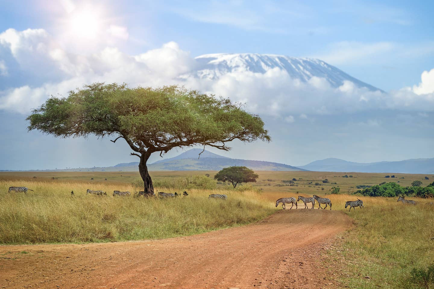 Afrika Urlaub: Akazienbaum in afrikanischer Savanne vor dem Kilimandscharo