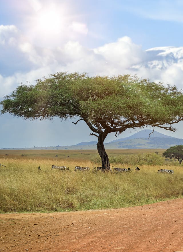 Zu den Angeboten Kenia Serengeti Nationalpark Kilimandscharo
