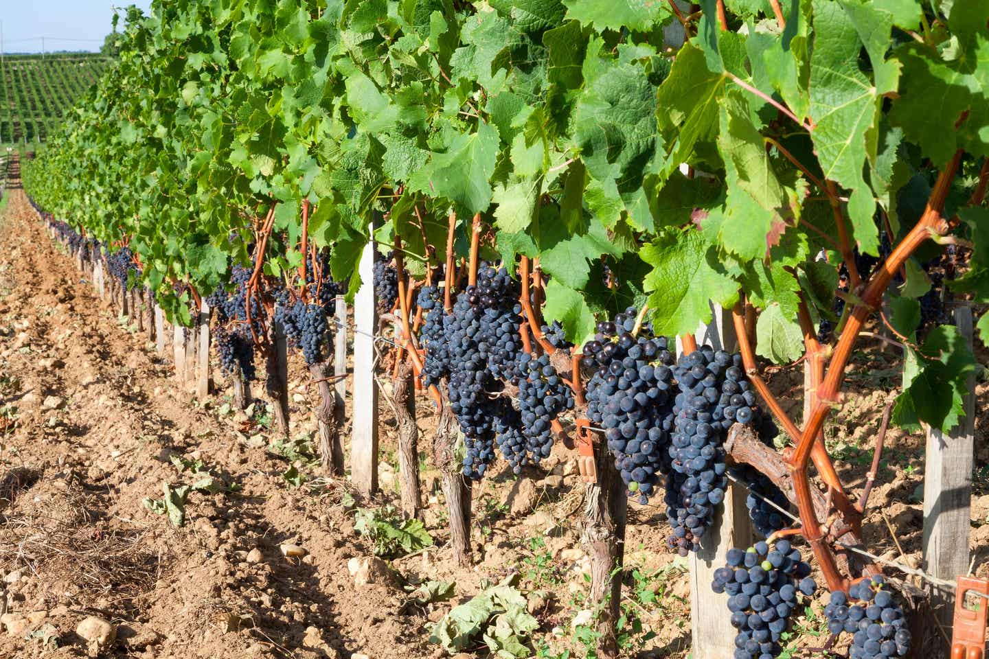 Weinreben