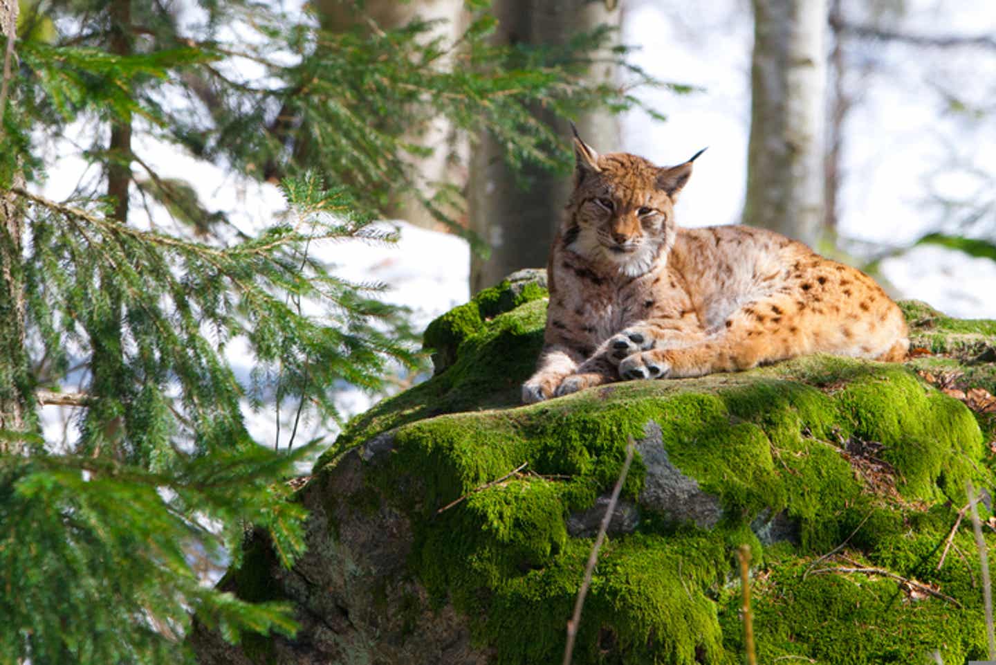 Familienurlaub Bayern. Luxus im Bayerischen Wald.