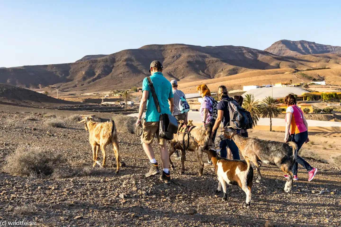 Nachhaltiges Erlebnis: Wandern mit Ziegen