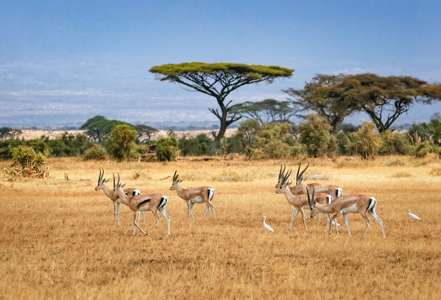 Kenia-Safari: Gazellen in freier Wildbahn