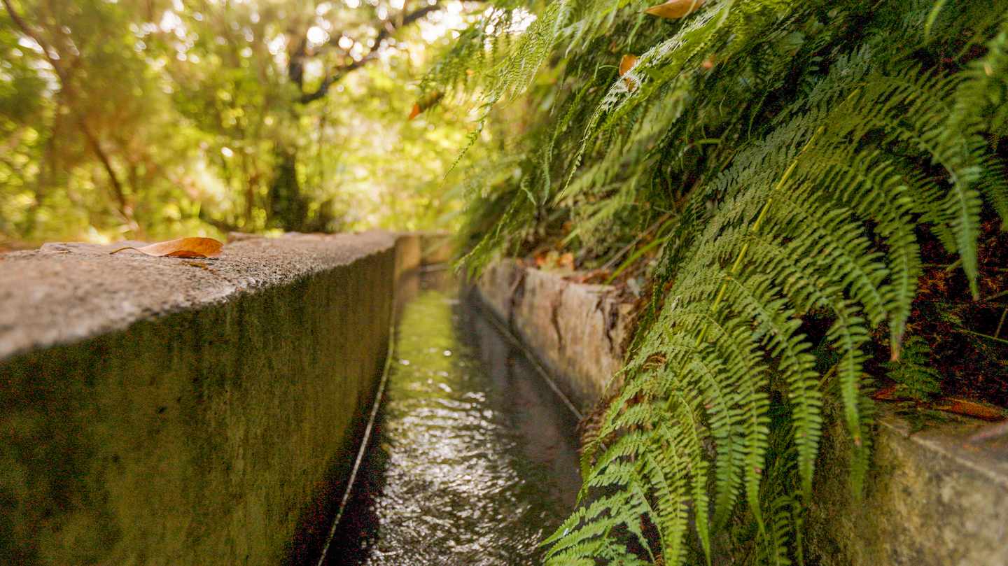 Wanderweg entlang einer Levada auf Madeira durch dichten Lorbeerwald mit Wasserkanal am Wegesrand