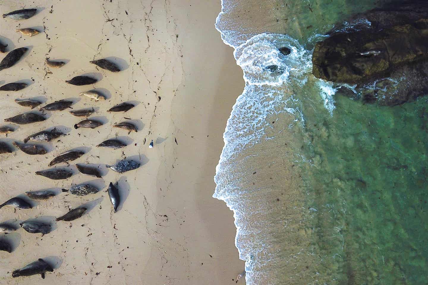 Luftaufnahme einer Herde von Seelöwen, die im Sand des La Jolla Cove Beach liegen