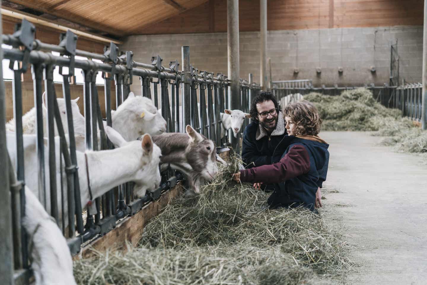 Schweiz Urlaub mit DERTOUR. Vater und Sohn beim Füttern von Ziegen im Stall eines Schweizer Bauernhofs