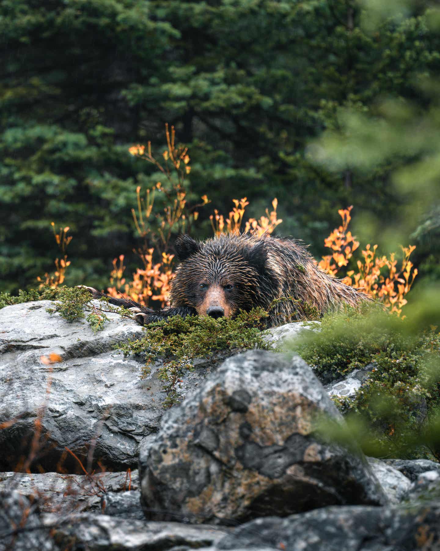 Banff