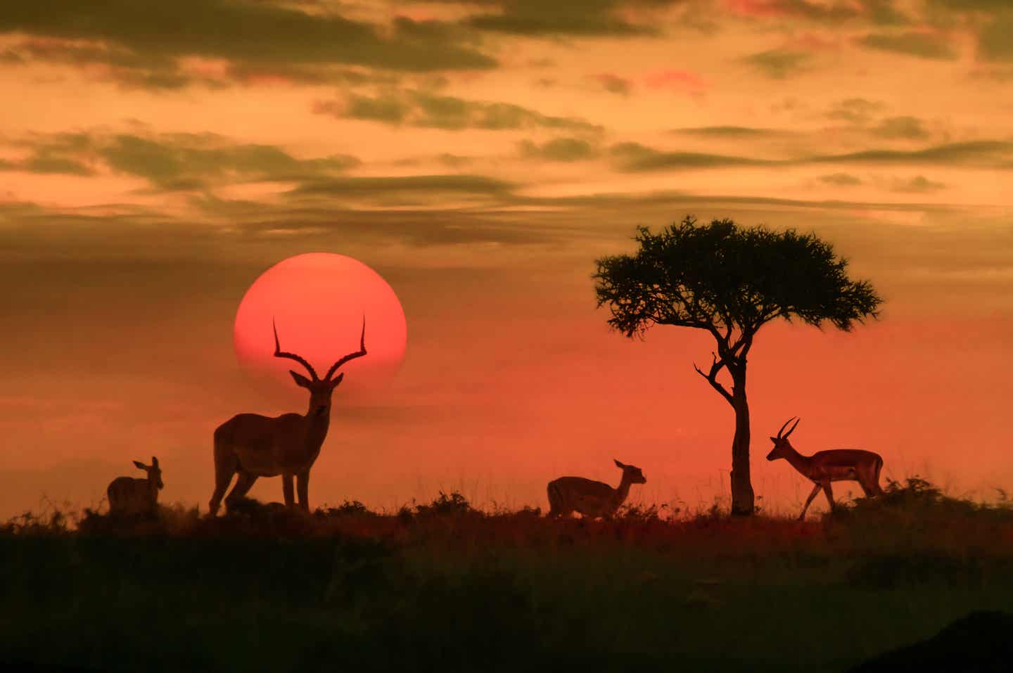 Den Sonnenuntergang im Krüger Nationalpark erleben