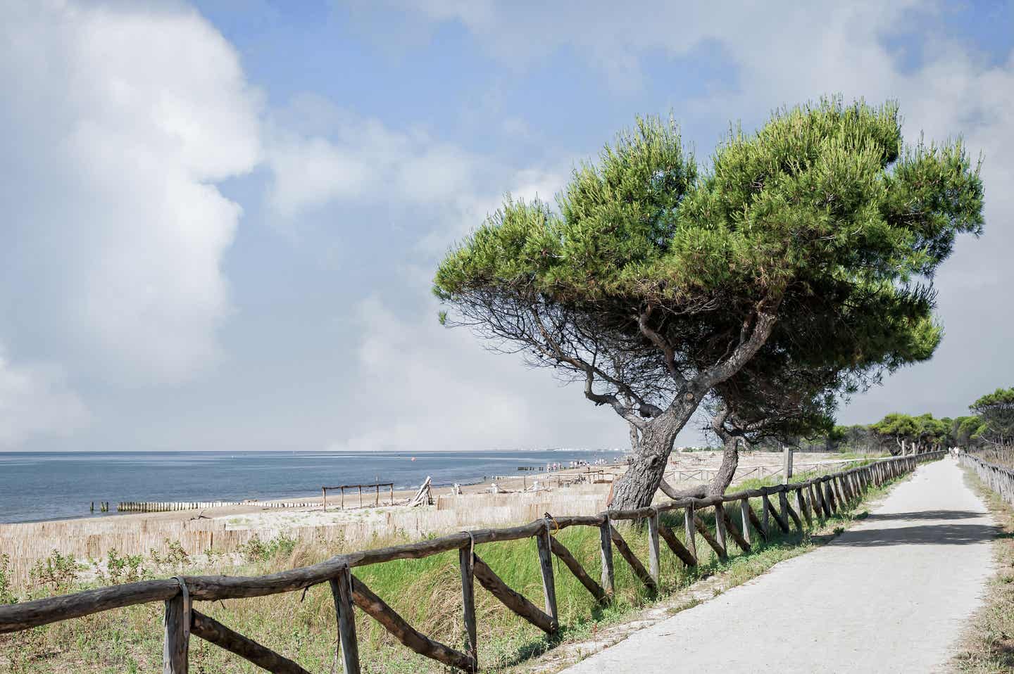 Strände Italien Adria: typische Meereslandschaft mit Baum und Trai