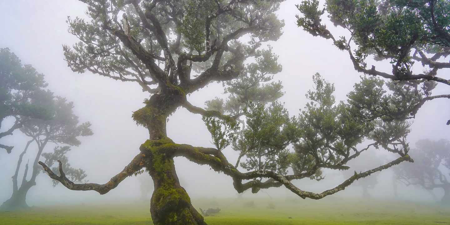 Verdrehter Til-Lorbeerbaum im Nebel im Fanal-Wald auf Madeira 