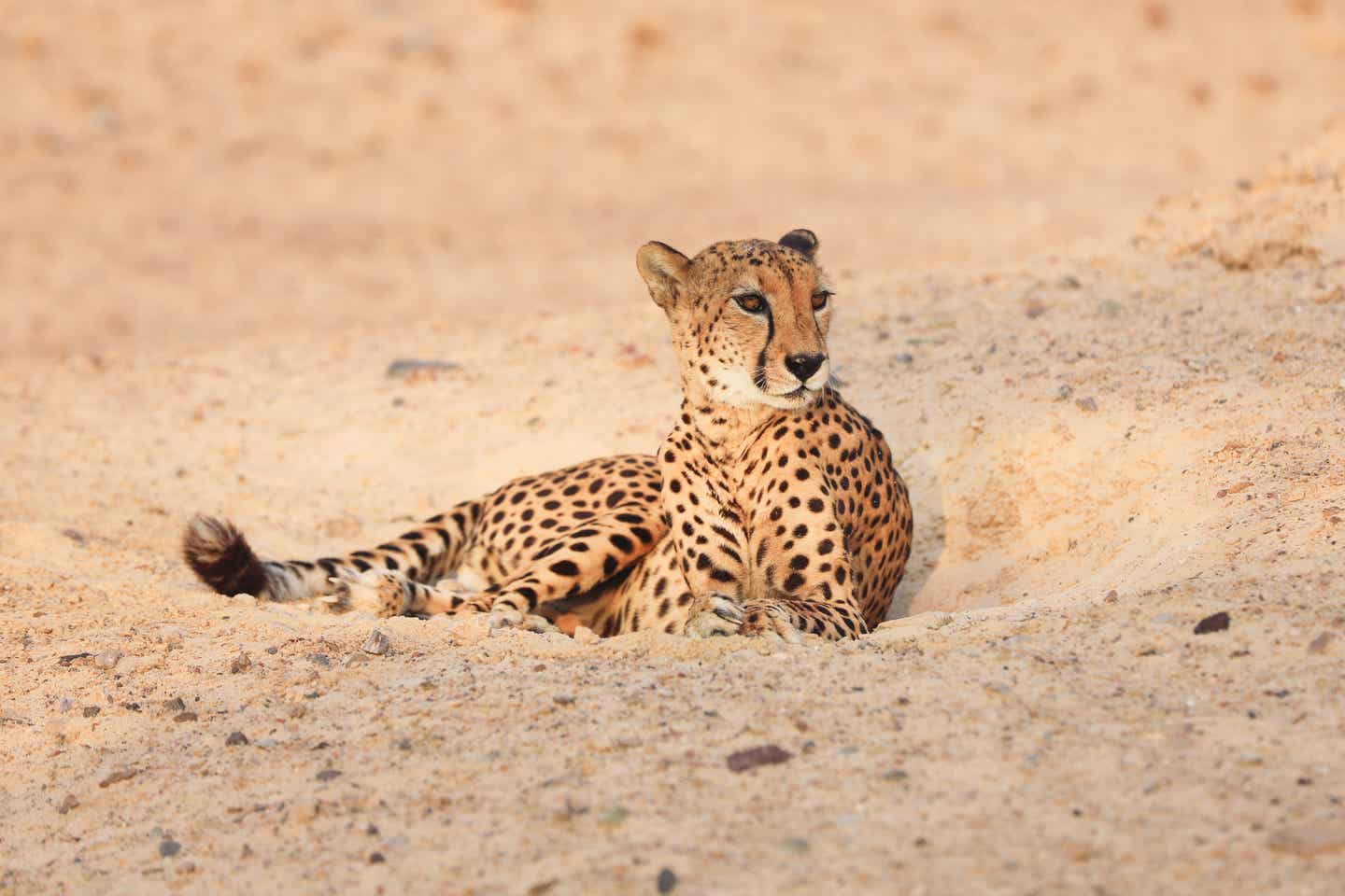 Ein Gepard im Sir Bani Yas Wildlife Park