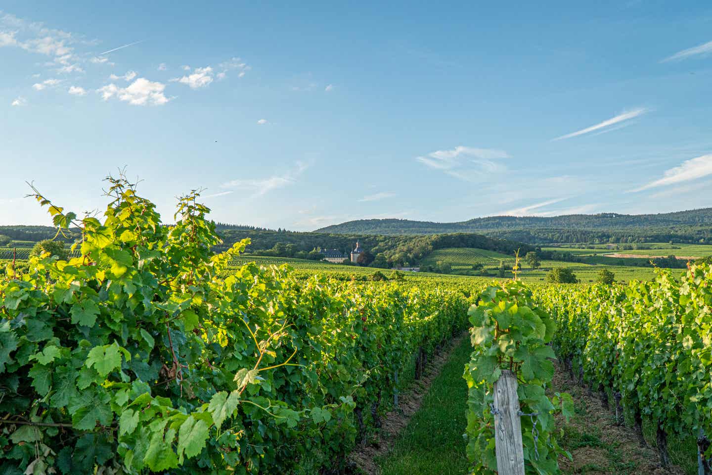 Weinregion Rheingau in Hessen