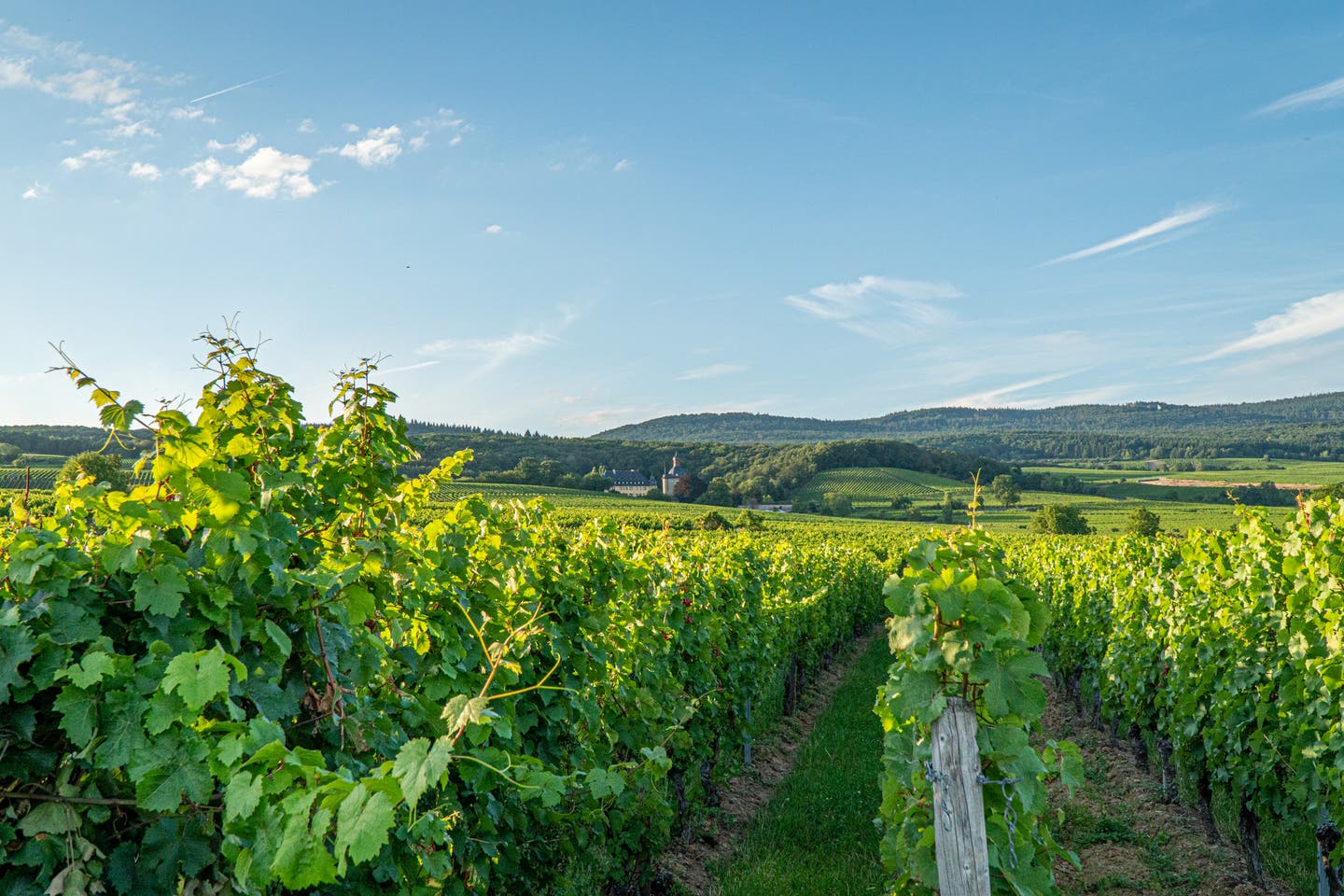 Weinregion Rheingau in Hessen