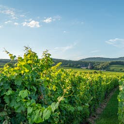 Hotels im Rheingau