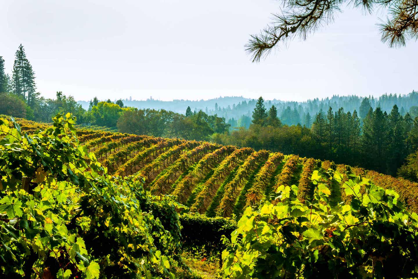 Kalifornien El Dorado: Weinberge im Herbst