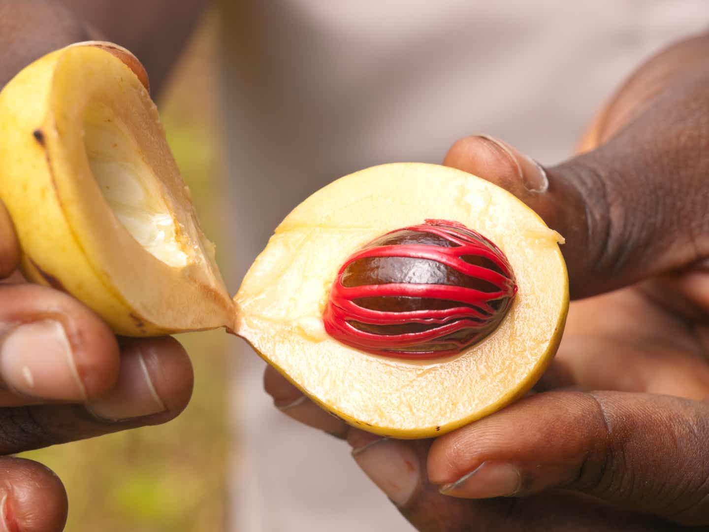 Zwei Hände halten eine aufgeschnittene Muskat-Frucht mit einer rot-braunen Muskatnuss