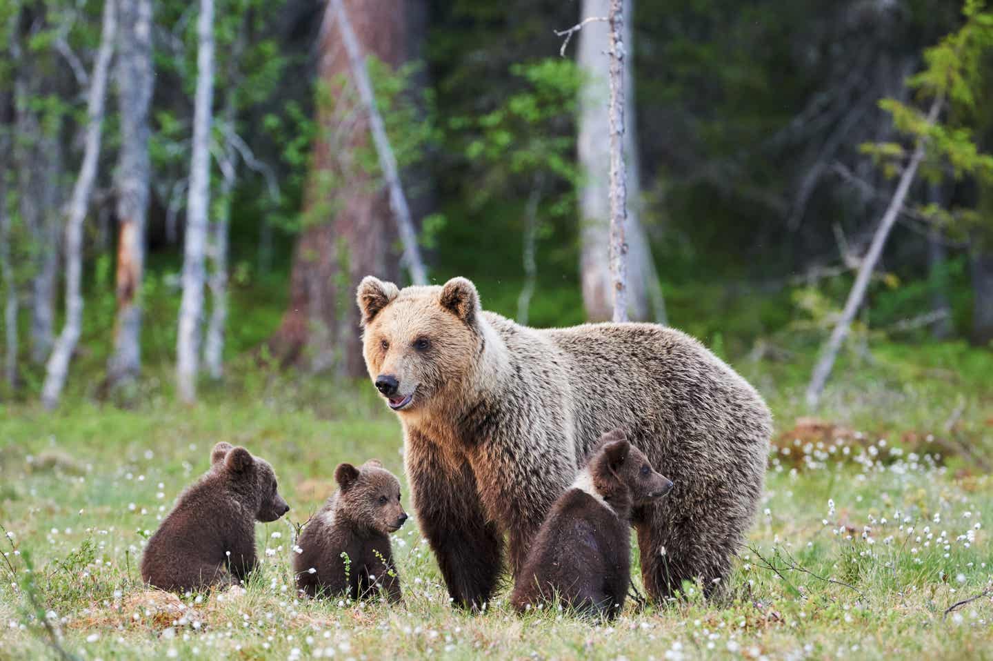 Bärenmutter mit ihren 3 Welpen