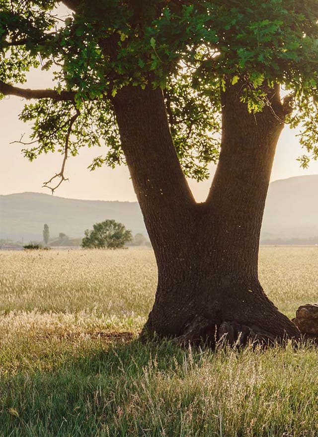 Self-Care Eine Frau macht auf einer Wiese neben einem Baum Yoga-Übungen