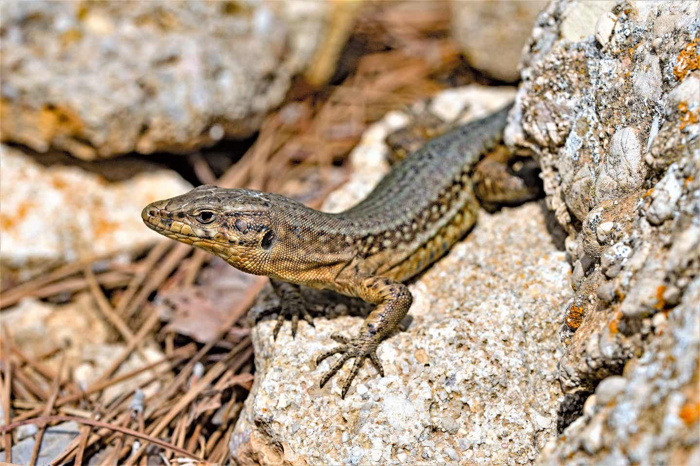 Typische Eidechse auf Sa Dragonera, Balearen