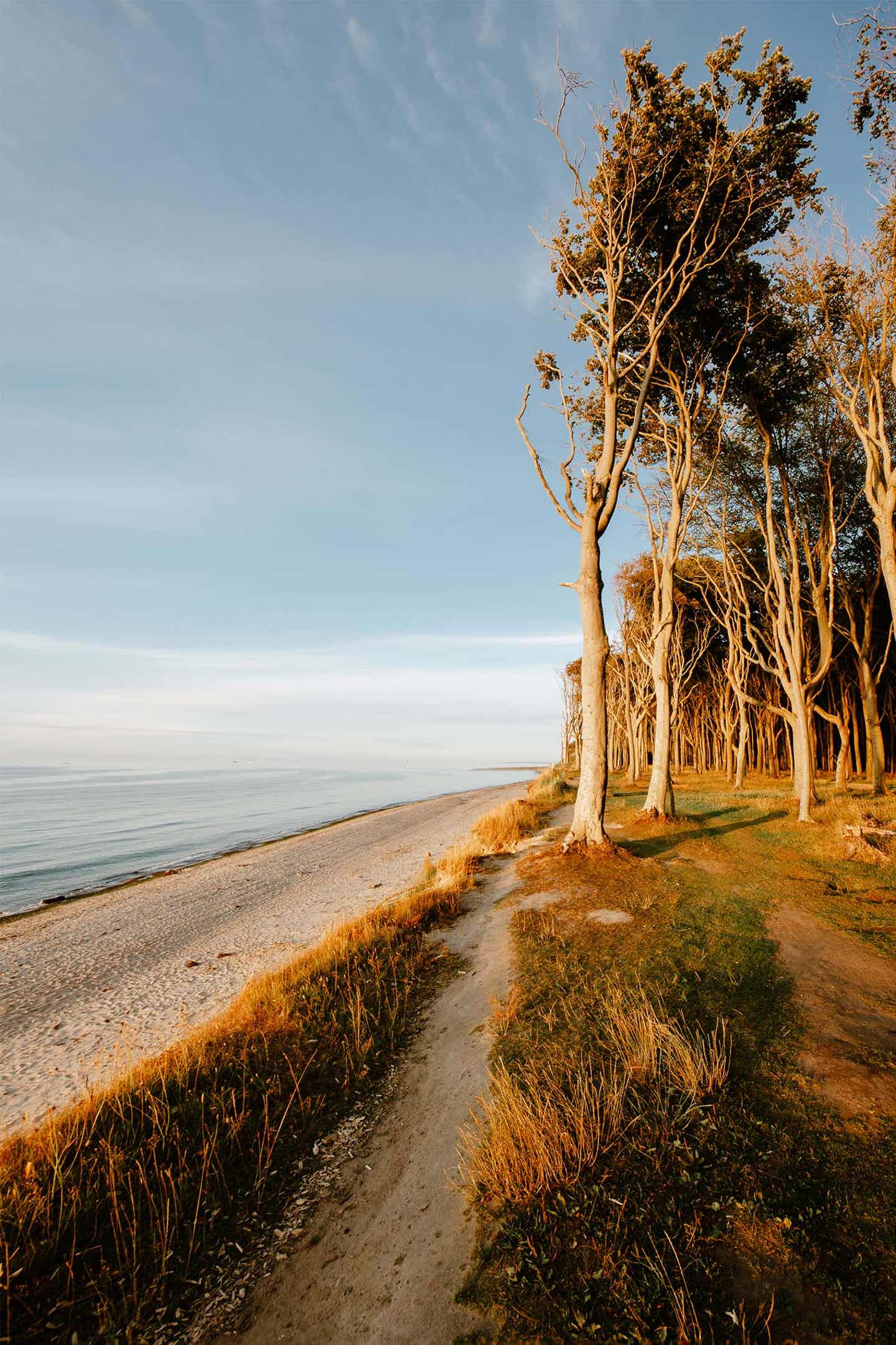 Deutschland Ostsee Nienhagen Gespensterwald Bäume