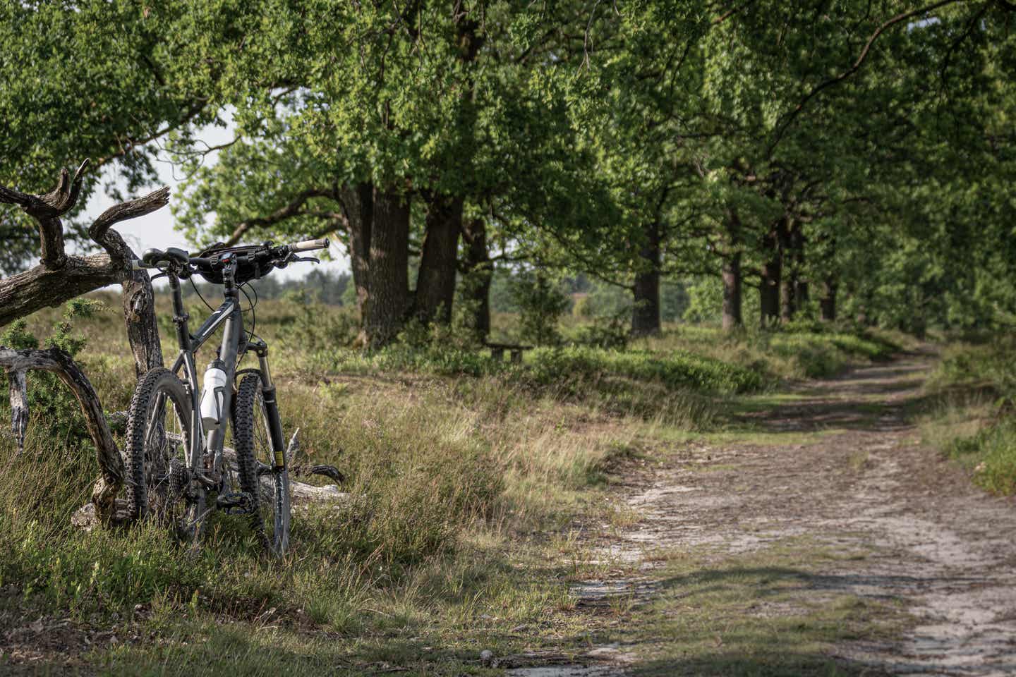 Lüneburger Heide Urlaub mit DERTOUR. Fahrrad parkt an einem alleeähnlichen Weg durch die Lüneburger Heide