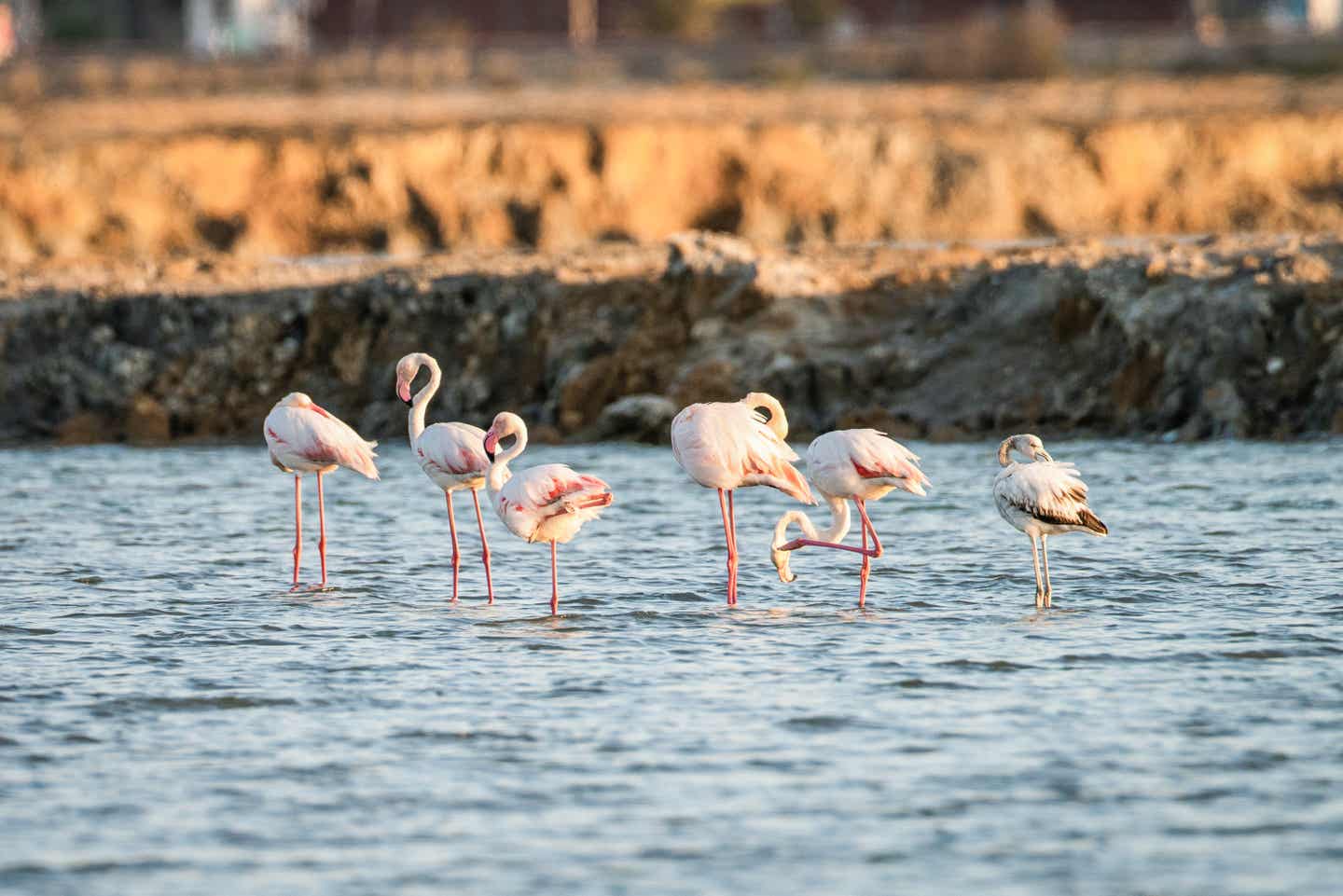 Flamingos im Wasser vor einer Küste