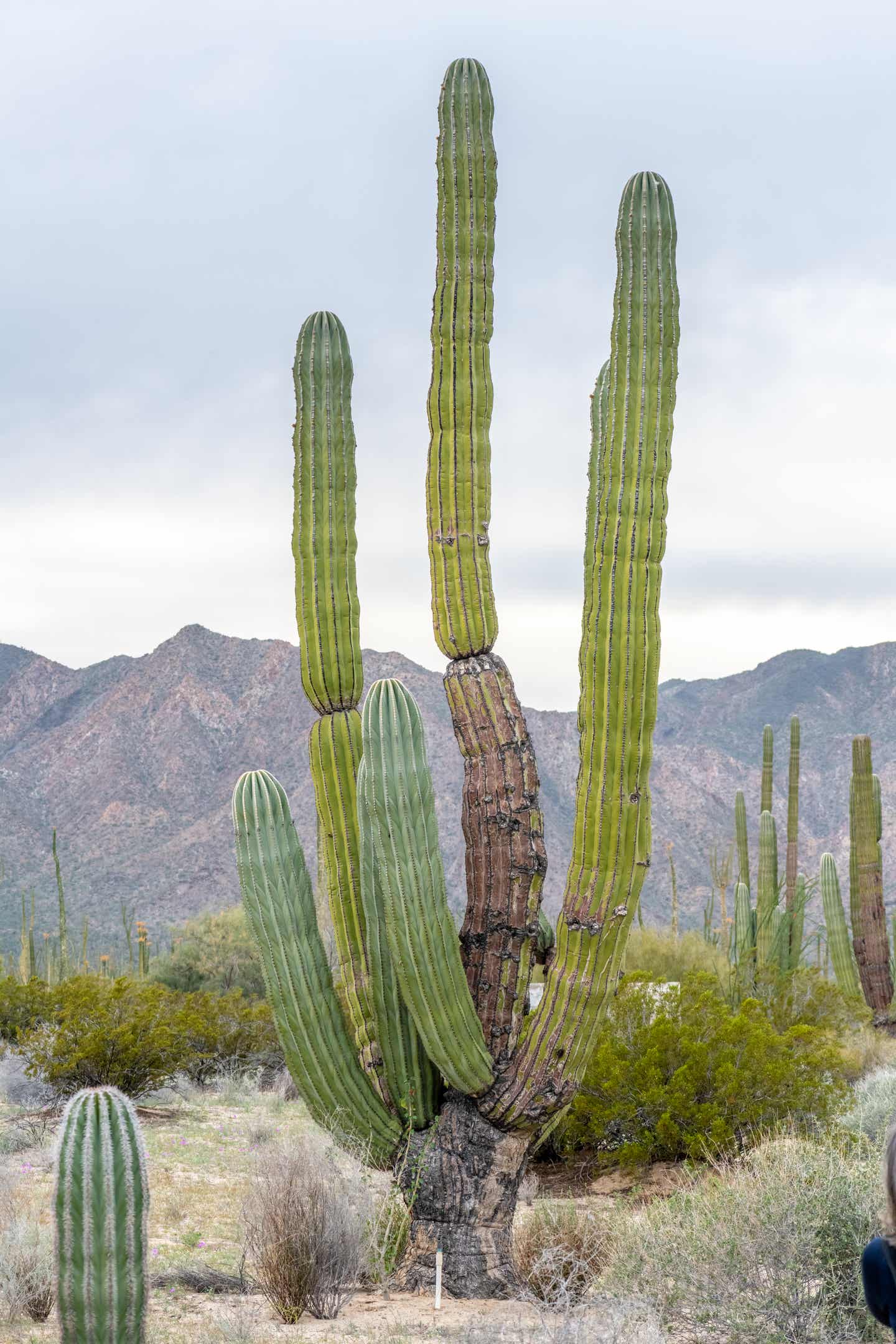 Los Cabos Sehenswürdigkeiten: Naturwunder 