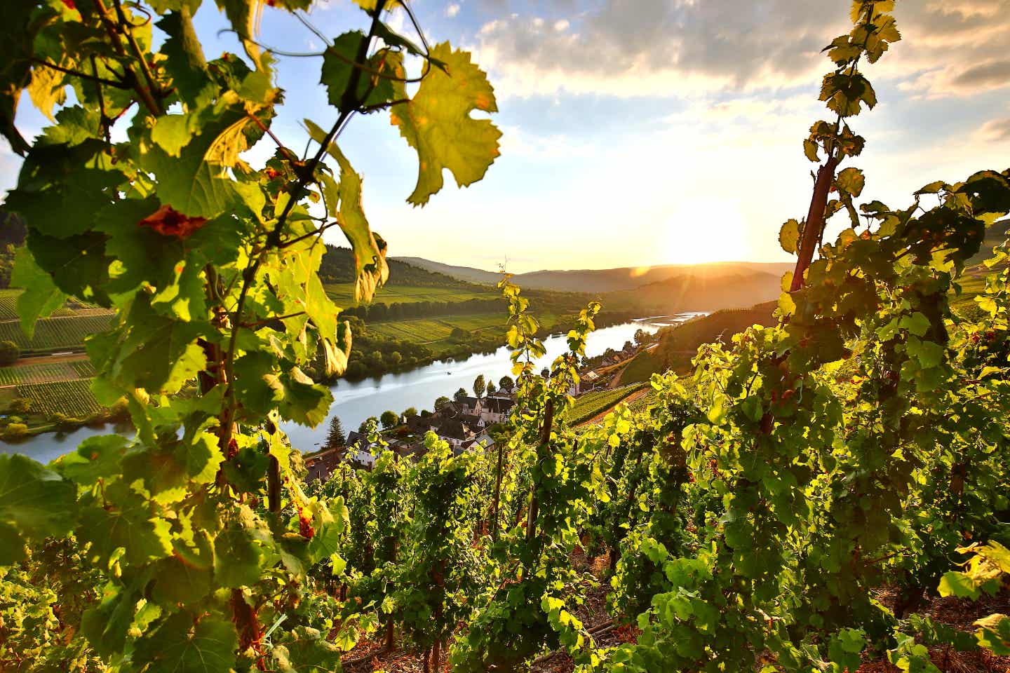 Mosel