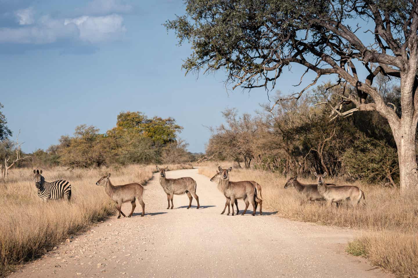 Herde Wasserböcke kreuzen die Straße im Krüger Nationalpark