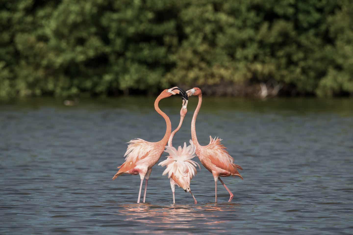 Varadero Urlaub mit DERTOUR. Drei Flamingos beim Balztanz in einem Gewässer bei Varadero