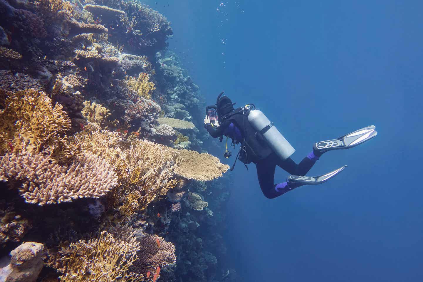 Bunte Korallen im Sharm El Sheikh Tauchurlaub