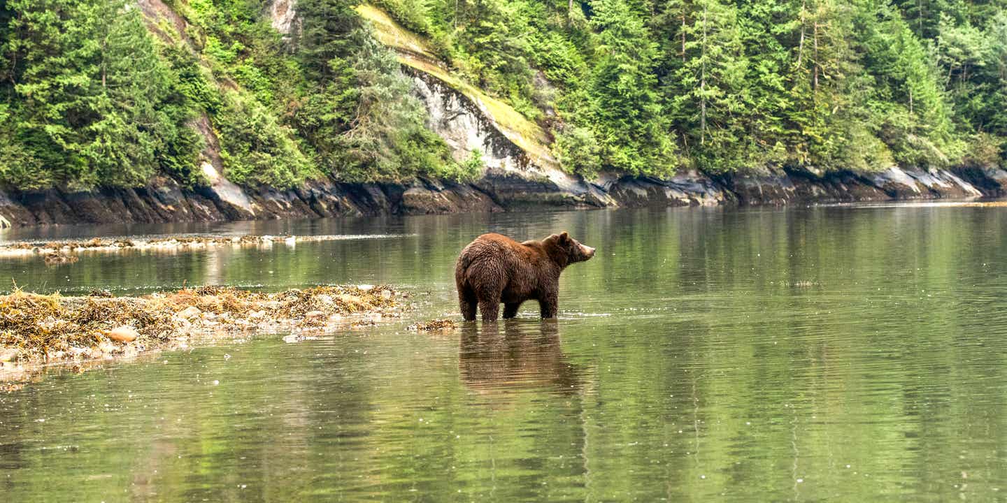 Brauner Bär im Wasser vor einem grünen Wald
