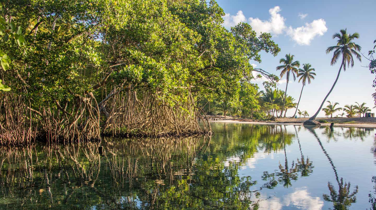 Dominikanische Republik: Mangrovenwald bei Rincon Beach