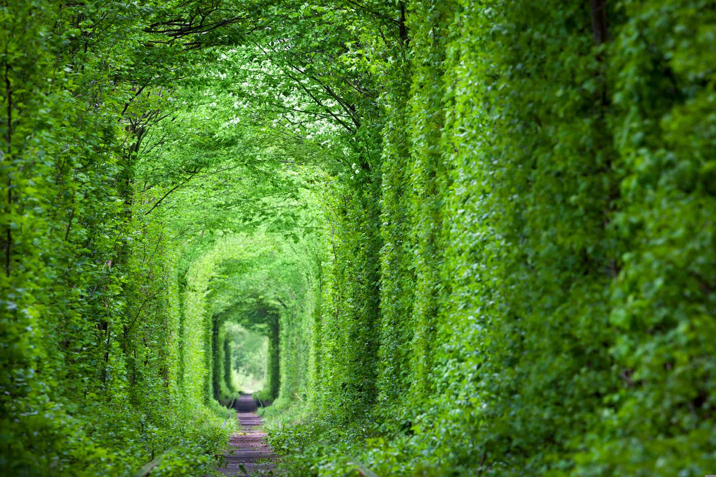 Wild überwucherte Romantikbahnstrecke in der Ukraine - der Tunnel der Liebe