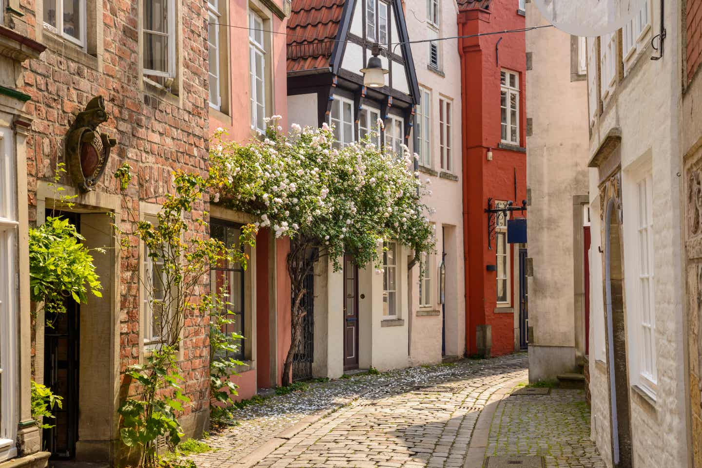 Eine kleine Straße in der Bremer Altstadt mit atmosphärischen Fachwerkhäusern und einem üppigen Busch Kletterrosen in der Mitte.