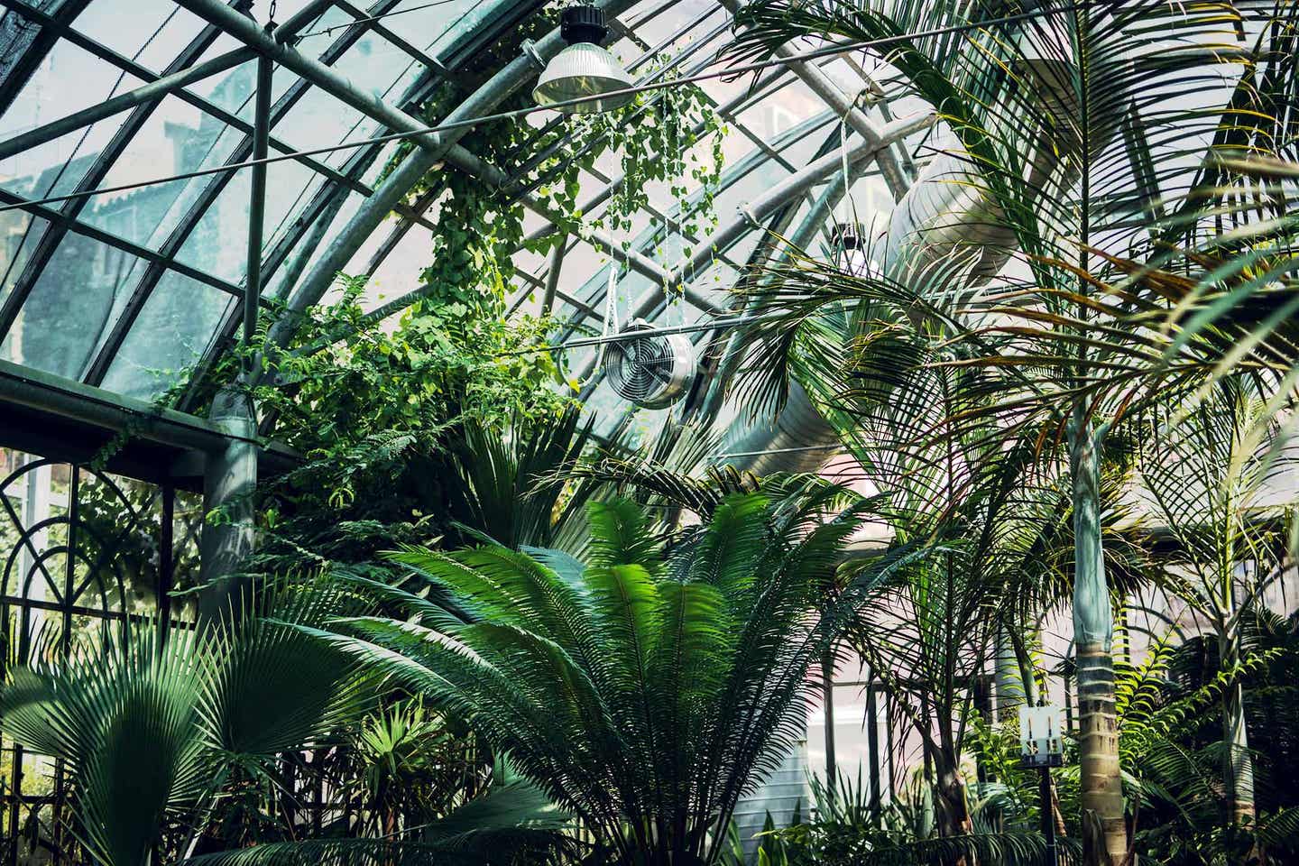 Botanischer Garten in Palermo