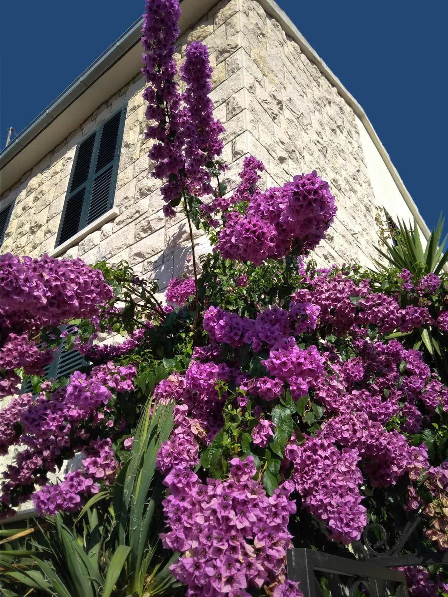 Bol auf Brač Blumen