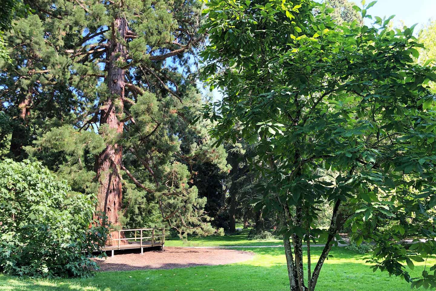 Bäume des Arboretums